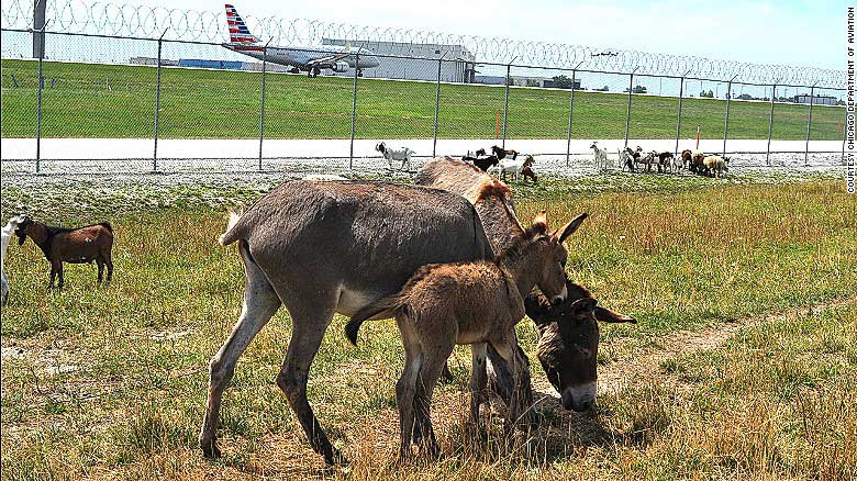 Kambing pemotong rumput di Bandara Portland. (foto: cnn.com)