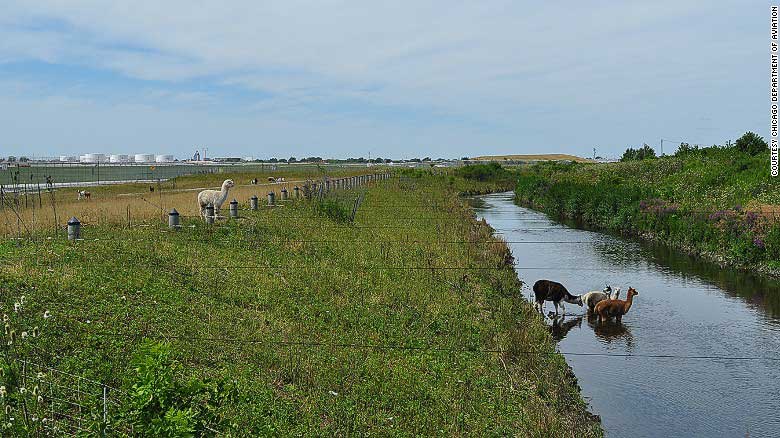 Pengawal kambing dari Amerika Selatan. (foto: cnn.com)