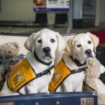 pet at airport