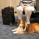 travel-nurse-airport-dog-lg